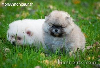 Magnifique Chiots spitz mâle et femelle