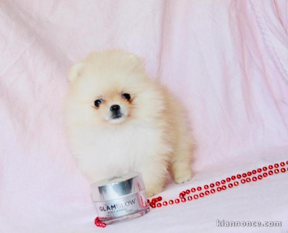 Magnifique Chiots spitz mâle et femelle