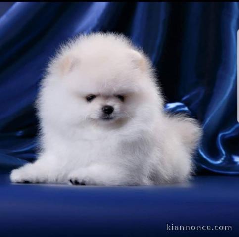 Magnifique Chiots spitz mâle et femelle