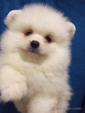 Magnifique Chiots spitz mâle et femelle