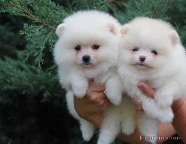 3 magnifiques chiots poméraniens