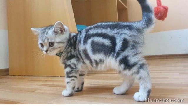 2  chatons British Shorthair tigrés