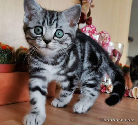 Deux chatons British shorthair tigrés