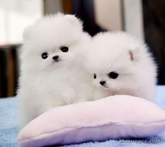  chiots Pomeranian type nounours nain