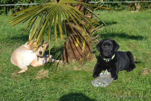 A donner magnifiques chiots labrador