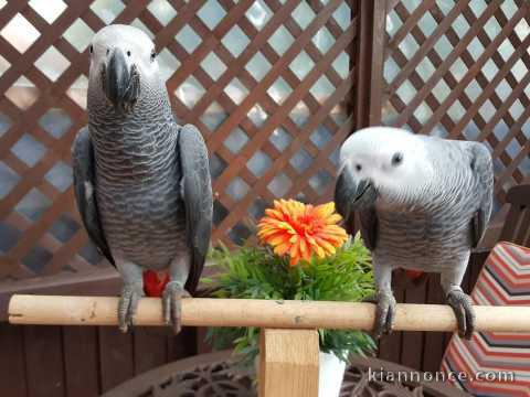 Couple de perroquets Gris du gabon