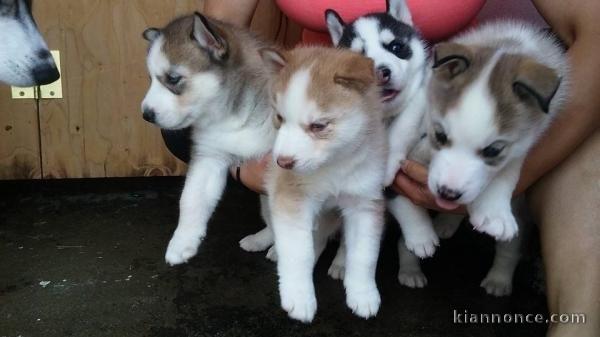 A dorables chiots husky de Sibérie à réserver