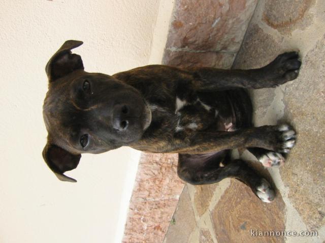 Staffordshire bull terrier de 11 semaines