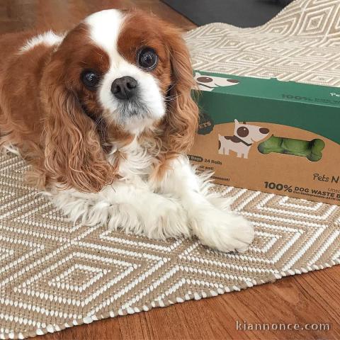 cavalier king charles disponible femelle