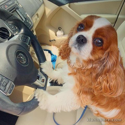 cavalier king charles en bonne santer