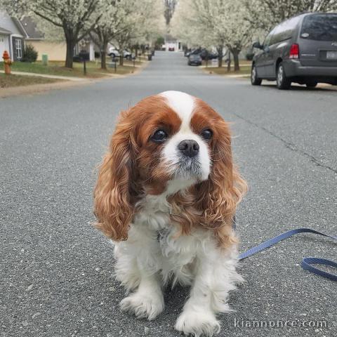 cavalier king charles disponible femelle