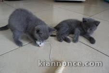 superbes chatons chartreux