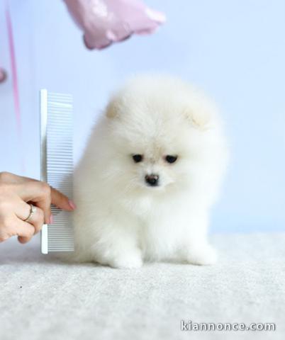 A donner chiots  spitz nain