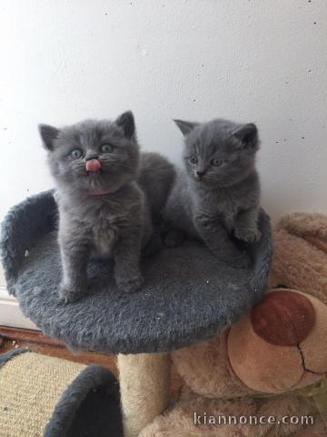 Chatons british shorthair a donner