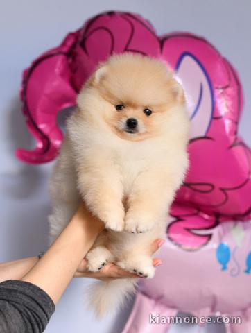 A donner chiots  spitz nain