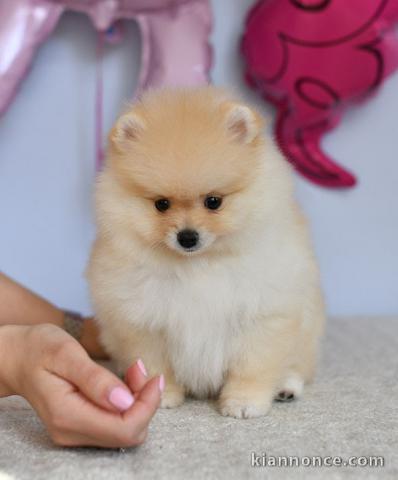 A donner chiots  spitz nain