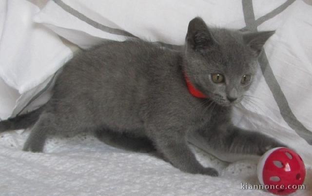 Chatons Chartreux  donner