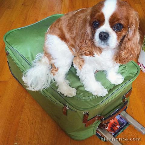 cavalier king charles en bonne santer