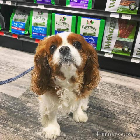 cavalier king charles disponible femelle