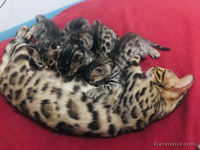 Donne Magnifiques Chatons Bengal