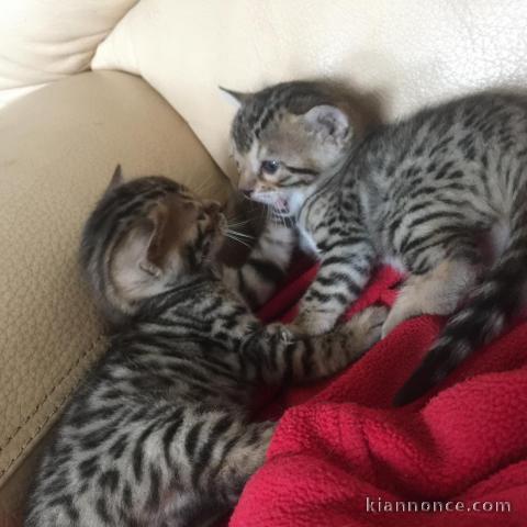 Donne Magnifiques Chatons Bengal