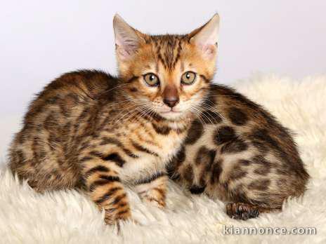 Donne Magnifiques Chatons Bengal