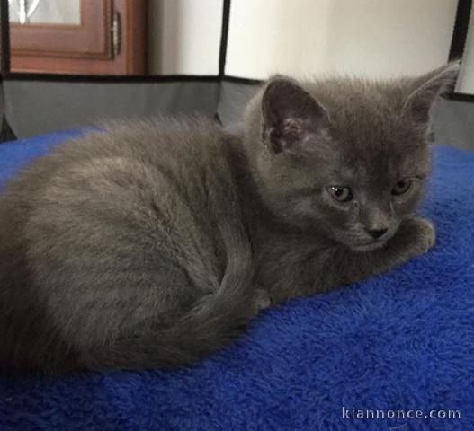 2 bébés chats chartreux 