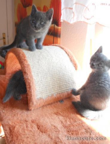 Deux chatons chartreux en adoption