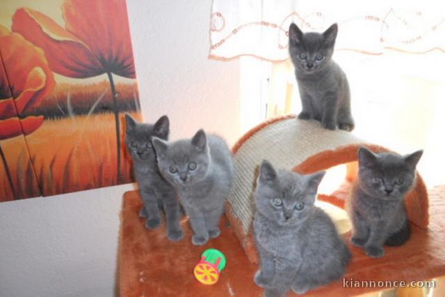 Magnifiques chatons chartreux