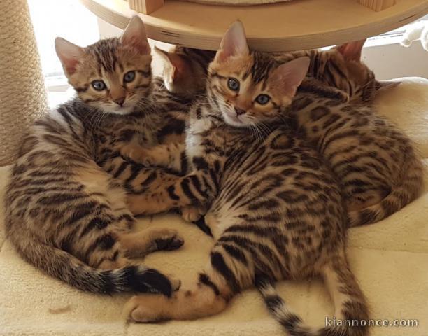 Chatons Bengal loof disponible  de suite