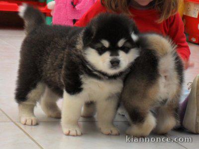  Don chiots husky sibérien lof