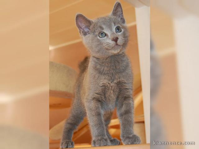 2 chatons chartreux (1 mâle et 1 femelle).