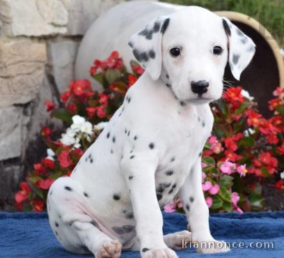 Magnifique chiots dalmatien non lof à donner