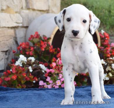 Magnifique chiots dalmatien non lof à donner