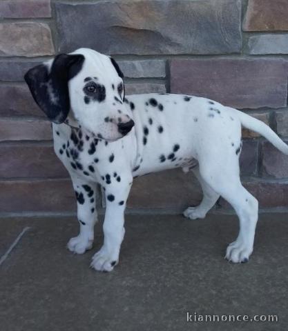 Magnifique chiots dalmatien non lof à donner