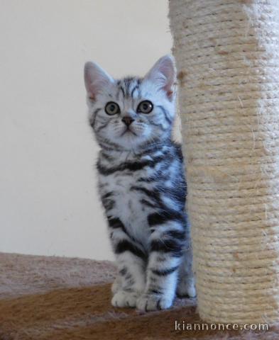 URGENT Chatons British Shorthair non LOOF