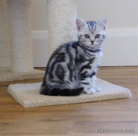 URGENT Chatons British Shorthair non LOOF