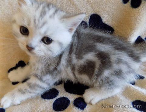 URGENT Chatons British Shorthair non LOOF