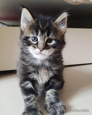 Chatons type maine coon 