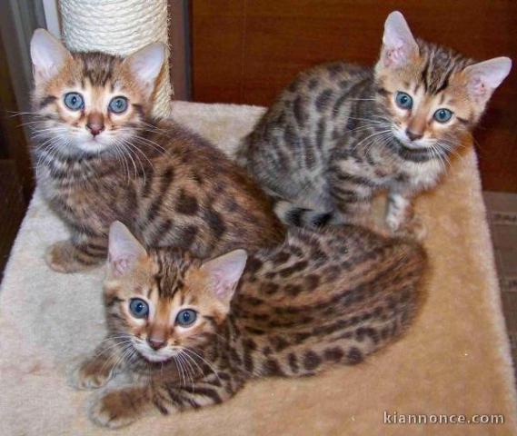 Chatons Bengal loof disponible  de suite