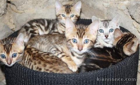 Chatons Bengal loof disponible  de suite