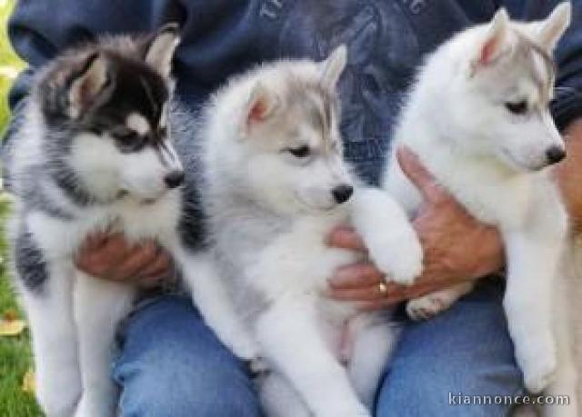 Superbe chiots Husky Sibérien a donner 1 femelle et 2 mâles