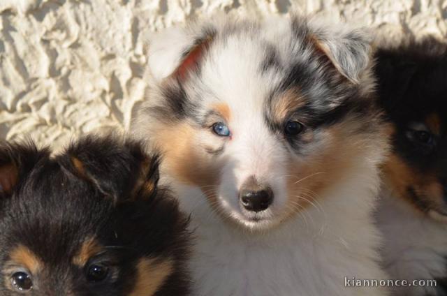 Magnifique chiots berger shetland