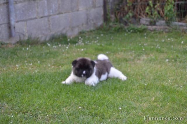 Chiots akita américain 