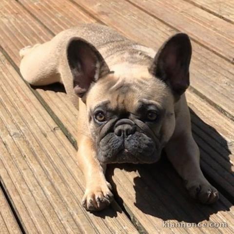 magnifiques Chiots Bouledogue Français