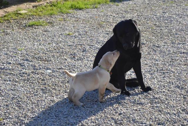 Magnifiques chiots labrador