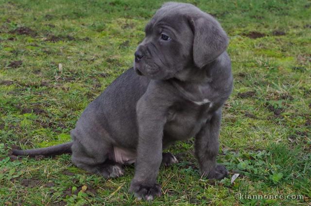 Magnifiques chiots cane corso