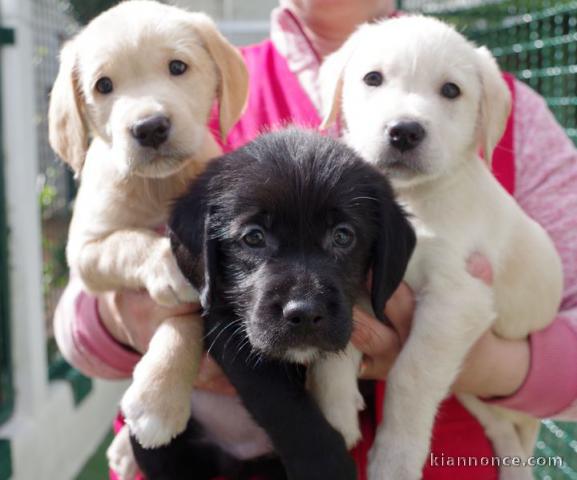 Adorables chiots labrador lof 