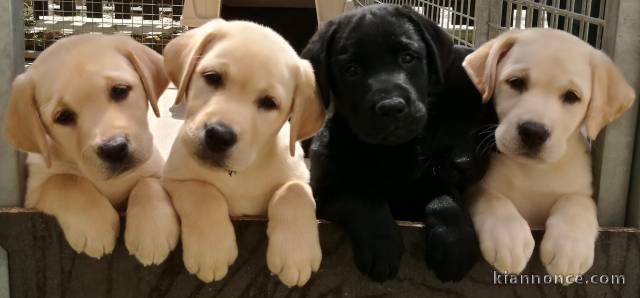 Magnifiques  chiots labrador lof 