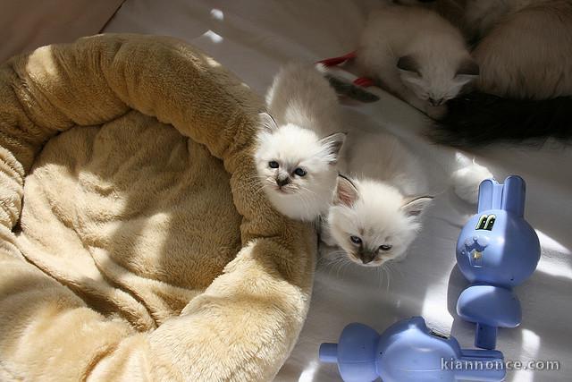 Chatons sacré de Birmanie